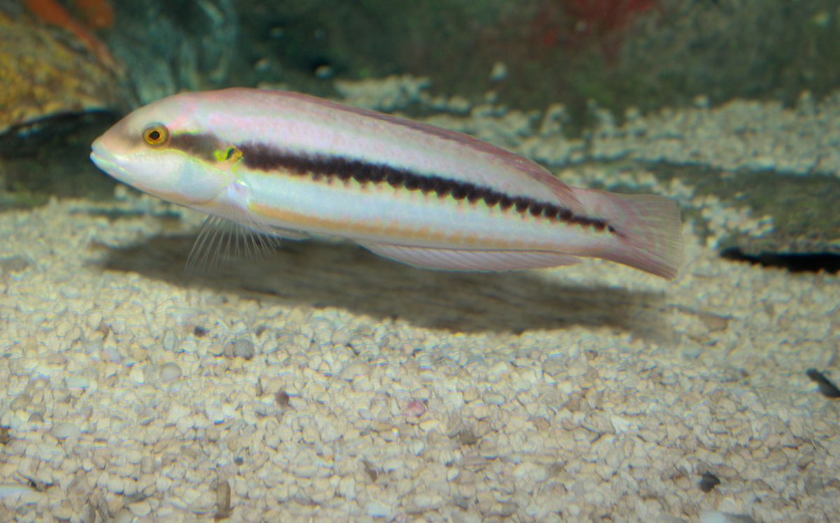 bing0boing0's tweet image. he is called the Slippery Dick but we have to call him Elusive Richard around the kids