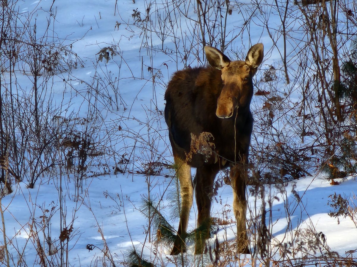 ValdorFox's tweet image. While out and about in town, i happened across this very healthy young Bull Moose in Hardwick, MA.

They are out and about these evenings. Definitely a good idea to take it easy at night, as they're sometimes in the roads eating sand/salt on the roads. 

#mawx 
#MASNOW 
#moose