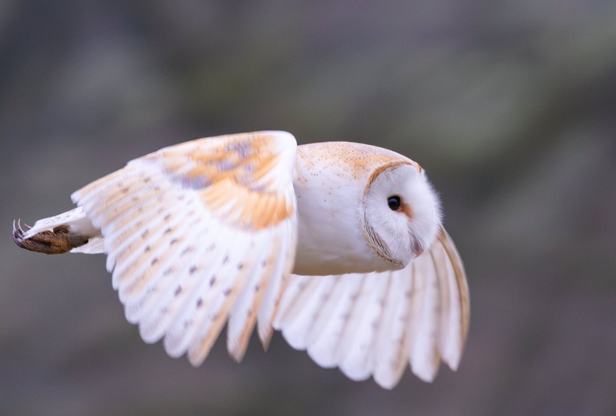 Local Barn Owl - Bury, Greater Manchester.