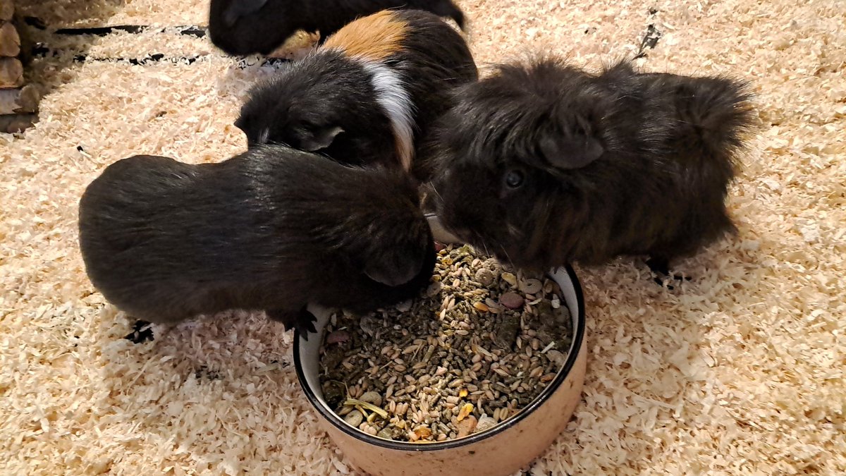 TiruToun's tweet photo. Meerschweinchen. #Meerschweinchen https://t.co/30E7bghtT4