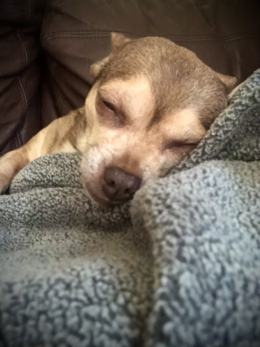 Chica the chihuahua and crew tweet media