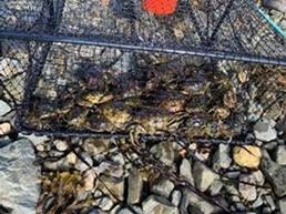 DFO_NL (@dfo_nl) on Twitter photo Did you know you can apply for a control licence to help reduce populations of aquatic #InvasiveSpecies in #NewfoundlandandLabrador? To learn more, visit dfo-mpo.gc.ca/species-espece…, contact DFO.NLAIS-EAETNL.MPO@dfo-mpo.gc.ca or call 1-855-862-1815. #NISAW #InvSpWk Did you know you can apply for a control licence to help reduce populations of aquatic #InvasiveSpecies in #NewfoundlandandLabrador? To learn more, visit dfo-mpo.gc.ca/species-espece…, contact DFO.NLAIS-EAETNL.MPO@dfo-mpo.gc.ca or call 1-855-862-1815. #NISAW #InvSpWk