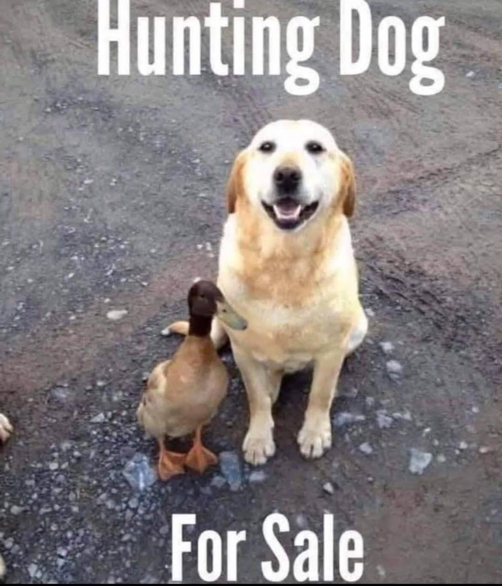 Heckin Good Dogs (@heckingooddogs) on Twitter photo 