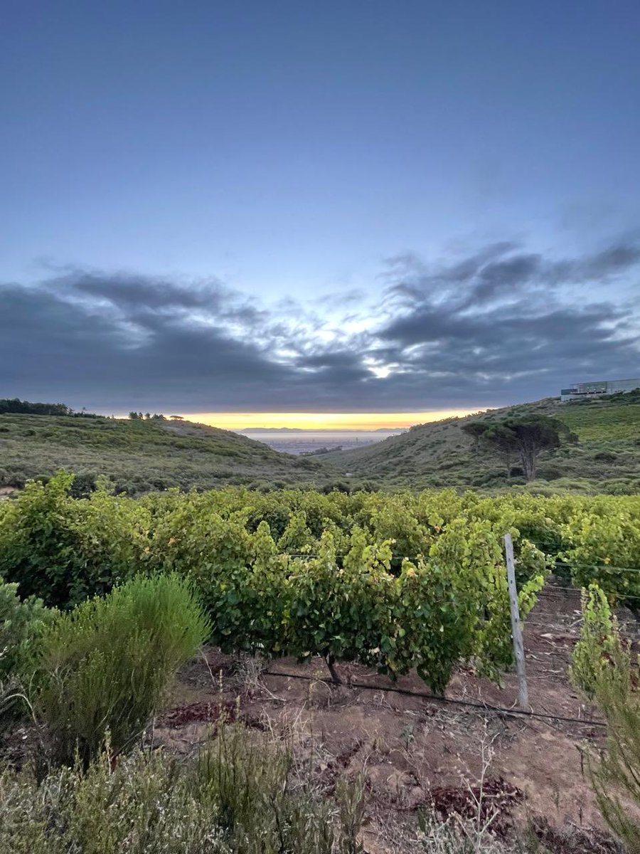 Louis Boutinot (@louisboutinot) on Twitter photo HUGE week <a href="/WaterkloofWines/">Waterkloof Wines</a> . Sauvignon/Chenin 90% in. Near-perfect acidity, top concentration. Reds starting next week. Looking good…but let’s see. Lekker naweek (for those who aren’t picking and those who are) <a href="/WOSA_UK/">WinesofSouthAfricaUK</a> <a href="/WOSA_USA/">Wines of S. Africa</a> <a href="/WOSA_ZA/">WOSA South Africa</a> HUGE week <a href="/WaterkloofWines/">Waterkloof Wines</a> . Sauvignon/Chenin 90% in. Near-perfect acidity, top concentration. Reds starting next week. Looking good…but let’s see. Lekker naweek (for those who aren’t picking and those who are) <a href="/WOSA_UK/">WinesofSouthAfricaUK</a> <a href="/WOSA_USA/">Wines of S. Africa</a> <a href="/WOSA_ZA/">WOSA South Africa</a>