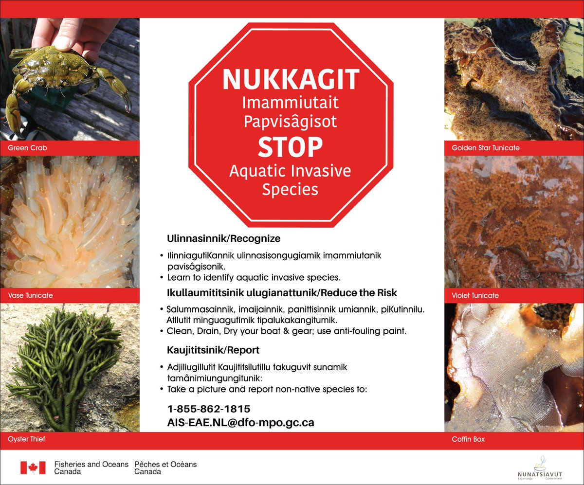DFO_NL (@dfo_nl) on Twitter photo Help us reduce the spread of aquatic #InvasiveSpecies by reporting sightings in your area. Look out for our signs in your harbour that identify invasive species, and be sure to let us know if you see any: DFO.NLAIS-EAETNL.MPO@dfo-mpo.gc.ca or call 1-855-862-1815. #NISAW #InvSpWk Help us reduce the spread of aquatic #InvasiveSpecies by reporting sightings in your area. Look out for our signs in your harbour that identify invasive species, and be sure to let us know if you see any: DFO.NLAIS-EAETNL.MPO@dfo-mpo.gc.ca or call 1-855-862-1815. #NISAW #InvSpWk