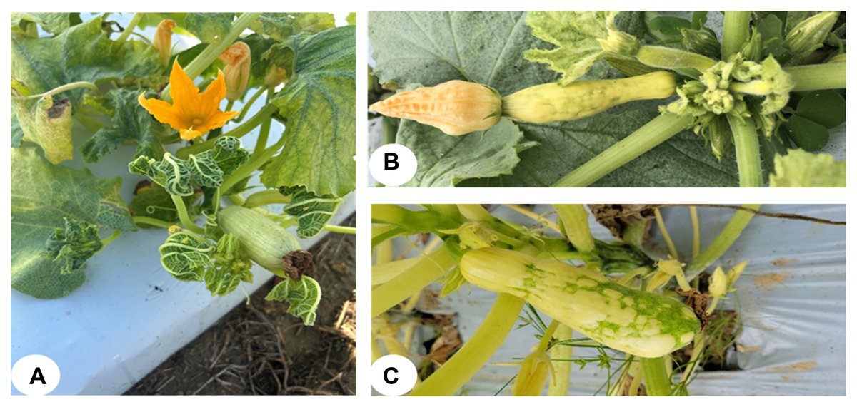 Dalvir Kaur Dhadly et al. investigated the seed transmissibility of cucurbit leaf crumple virus, a bipartite #begomovirus that has recently emerged as a severe constraint for yellow squash production in the southeastern United States. doi.org/10.1094/PDIS-0… <a href="/UGAvirology/">Sudeepbag</a>