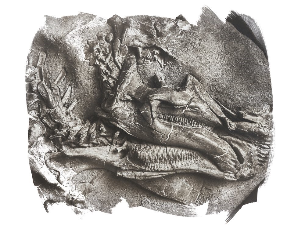 Royal Tyrrell Museum of Palaeontology tweet media