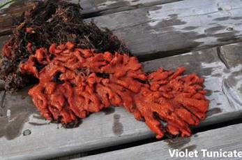DFO_NL (@dfo_nl) on Twitter photo Help prevent the spread of aquatic #InvasiveSpecies: #DontLetItLoose aquarium pets and plants, #CleanDrainDry your boat and gear and report aquatic #InvasiveSpecies to us by email at DFO.NLAIS-EAETNL.MPO@dfo-mpo.gc.ca or call 1-855-862-1815. #NISAW #InvSpWk Help prevent the spread of aquatic #InvasiveSpecies: #DontLetItLoose aquarium pets and plants, #CleanDrainDry your boat and gear and report aquatic #InvasiveSpecies to us by email at DFO.NLAIS-EAETNL.MPO@dfo-mpo.gc.ca or call 1-855-862-1815. #NISAW #InvSpWk