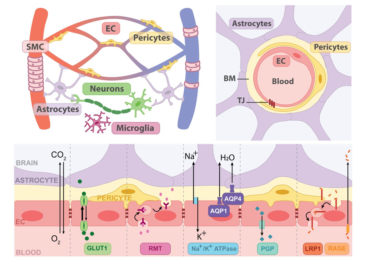 Rust et al. examine the structure of the blood–brain barrier, highlighting changes with aging, neurodegeneration, and injury. They discuss how BBB disruption can accelerate disease progression, and review emerging drug delivery strategies. tinyurl.com/ykrwr7wn