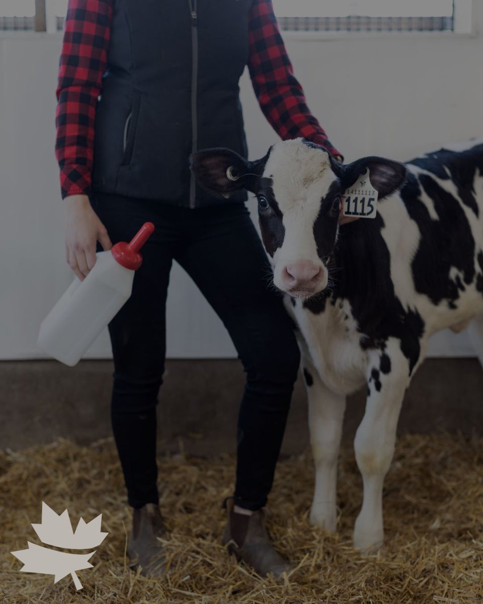 Did You Know ❔We support the Canadian dairy industry by using 100% Canadian skim in our milk replacer formulations. We support the industry that supports us 🍁#CdnAg