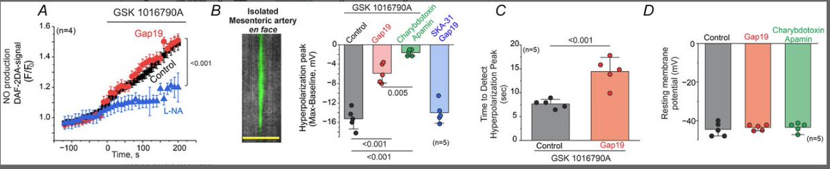 Cx43 hemichannels do not contribute to NO production in endothelial cells but mediate endothelium hyperpolarization upon TRPV4 activation in intact endothelium