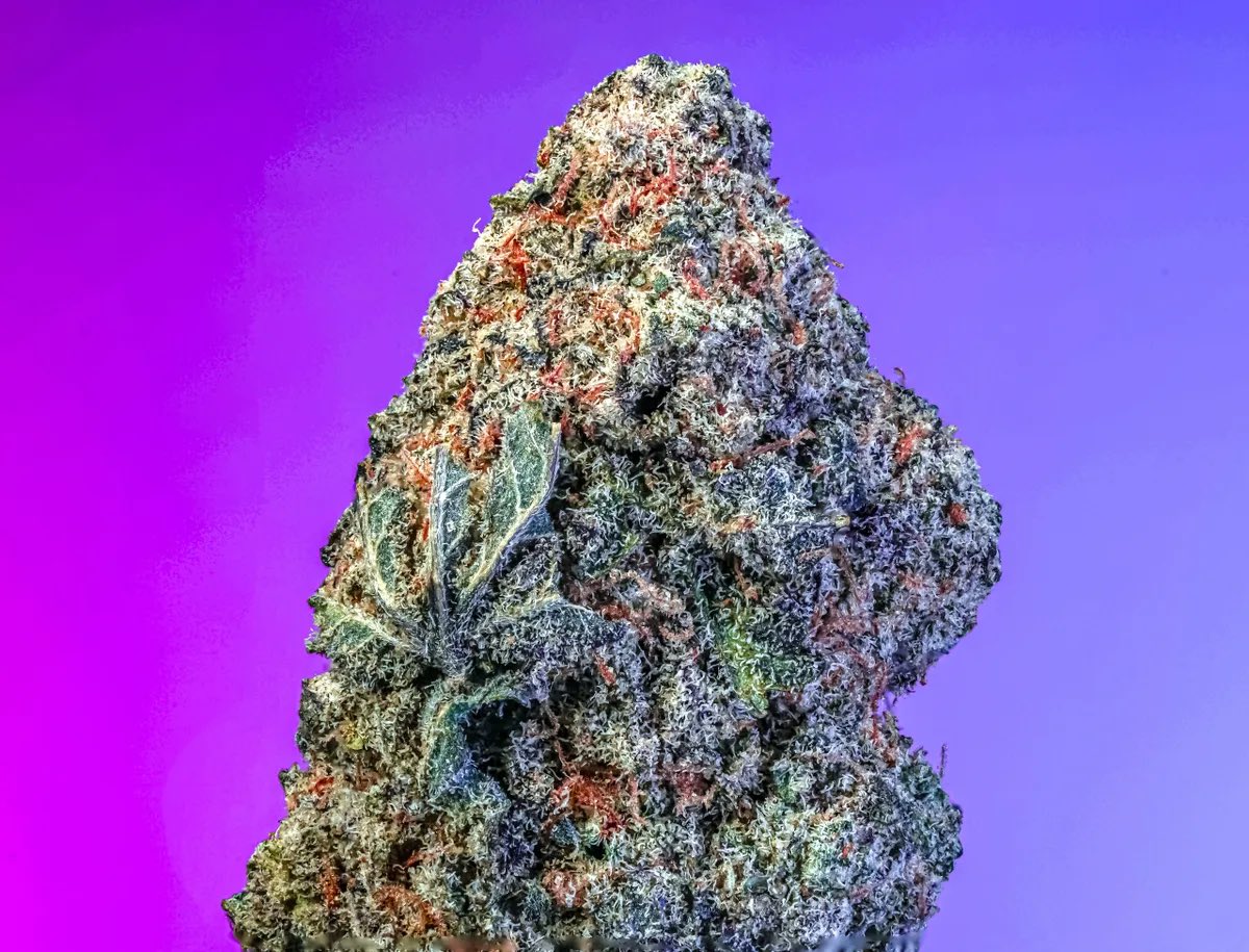 Candy Bonez, a next-level hybrid crafted for those who crave top-tier flavor, potency, and bag appeal. Born from the elite fusion of Sherb Cream Pie and Obama Runtz, this powerhouse strain delivers an unmatched combination of creamy sweetness, exotic fruit, and deep gassiness 🥶