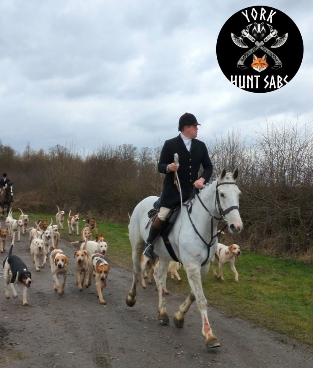 YorkHuntSabs's tweet photo. 🦊 Middleton Hunt - Hit Report 🦊

DATE: 21st February 2025
HUNT:  Middleton Hunt
MEET: Sledmere House and Sledmere Castle. 

The hunt took full advantage of Sledmere Estate land today, shame on the estate for allowing and hosting illegal fox hunting and blocked badger setts on their land. 

Blocked badgers setts were discovered surrounding the meet (no surprise considering we've found the same at most recent meets). Police were informed but instead of getting their boots muddy and investigating the blocked setts, they spent some time colluding with the criminal gang (aka Middleton Hunt) at their meet. Due to the police presence, we believe the hunt changed their usual routes as they headed towards Fimber, an unusual route for this meet. 

Hounds were found flushing through York Bank and Fimber Nab, flushing terrified wildlife onto main roads where cars sped along plowing over the poor souls. The hunt were doing their best to evade sabs and kept away from roads, they had two quads out again today, unsure why either were needed for a 'trail hunt'. 

They headed East and flushed hounds through Black Wood for some time, before they crossed over at Sir Tatton Sykes Monument and continued East towards Low Cowlam, Meg Dale, Cinquefoil Brow, Greenland Slack, Wood Dale and surrounding areas, flushing hounds throughout. 

Owen Riley was acting as Whip again today, trotting behind his master on a pony that last week was ridden by a child, just when we thought Owen couldn't embarrass himself anymore. Also note Jason's horse with multiple bloody wounds on their poor body, as usual, forced to continue on, we were especially surprised at their decision to be out today considering the horrific wind speeds, thought they cared for their horses? Pfffft

Shortly after this, they lurked back into Sledmere Castle and packed up for the day at around 15:20. 

Always a pleasure to be joined by @east_sabs, @yorka and Independent Sabs. As usual, good teamwork ensured we kept with them as much as possible but they were very elusive so we can't guarantee they didn't kill. 

Please do drop us a message if you'd like to learn more about becoming a hunt sab and stopping these vile criminals.

Alternatively, if you can spare a few quid, we'd be super grateful for any donations towards fuel costs via PayPal @jorvikhuntsabs 🖤🦊