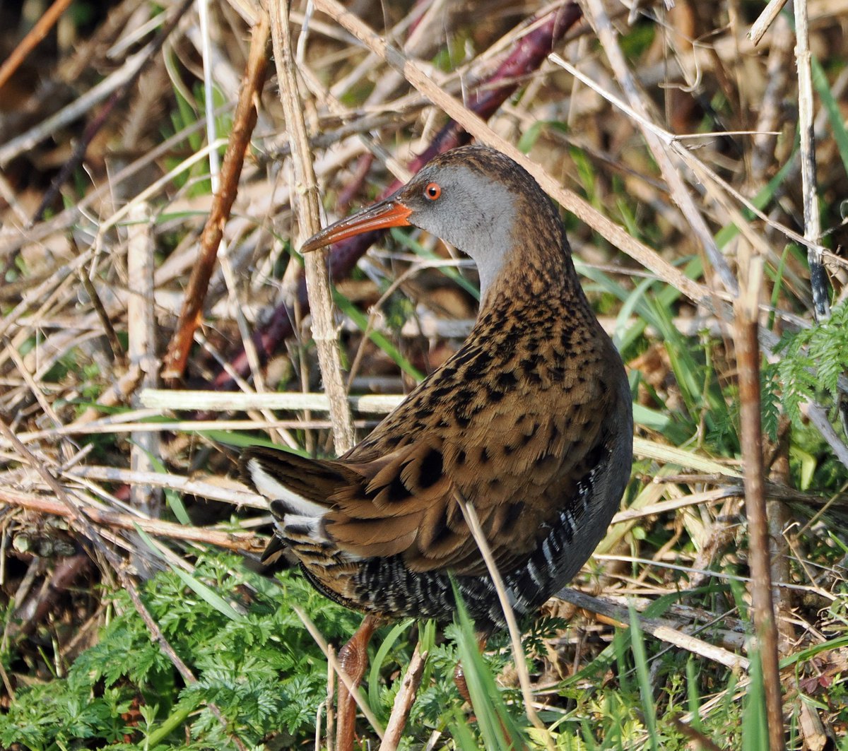 Water rail at North Cave Wetlands. #ThePhotoHour #TwitterNatureCommunity #wildlifephotography #NaturePhotography #BirdsOfTwitter