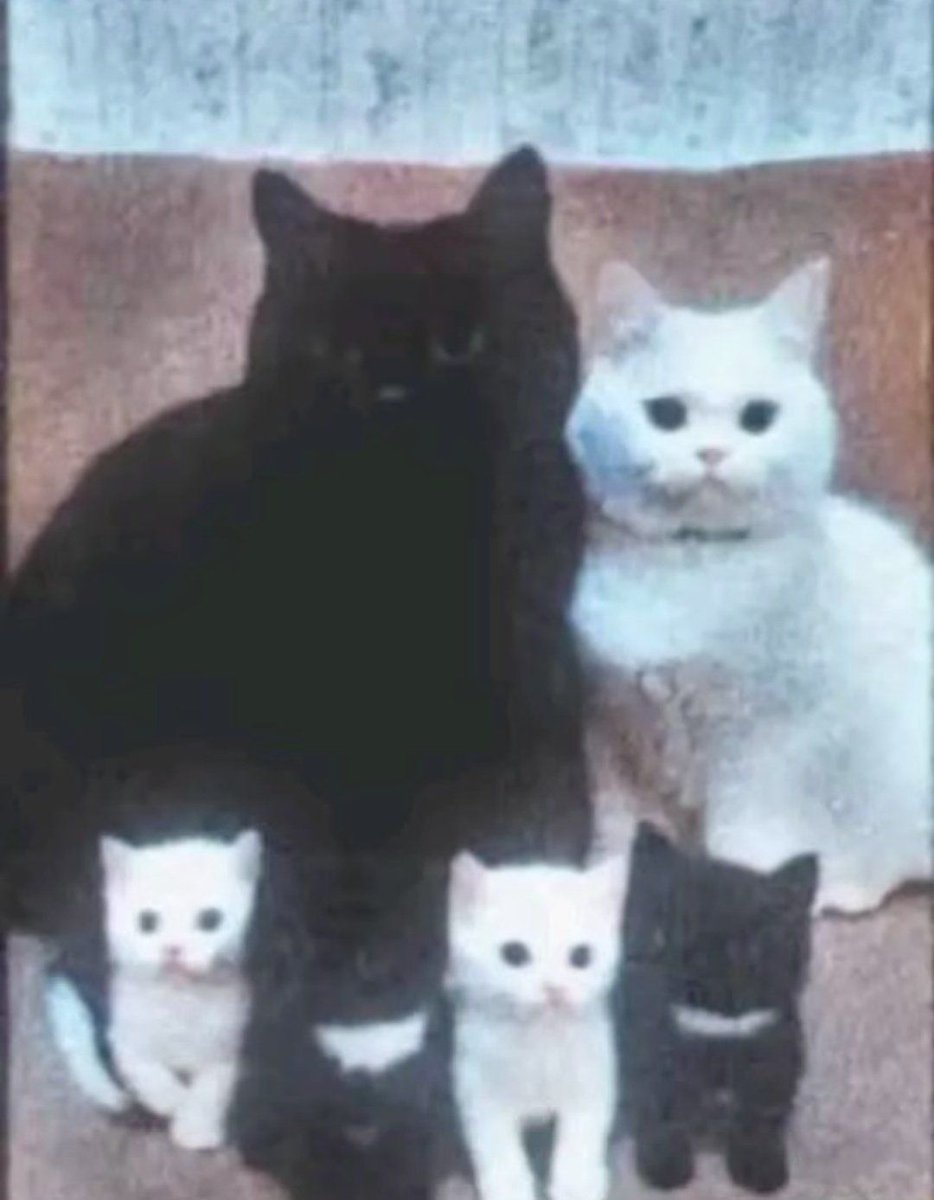 Why you should have a cat tweet media