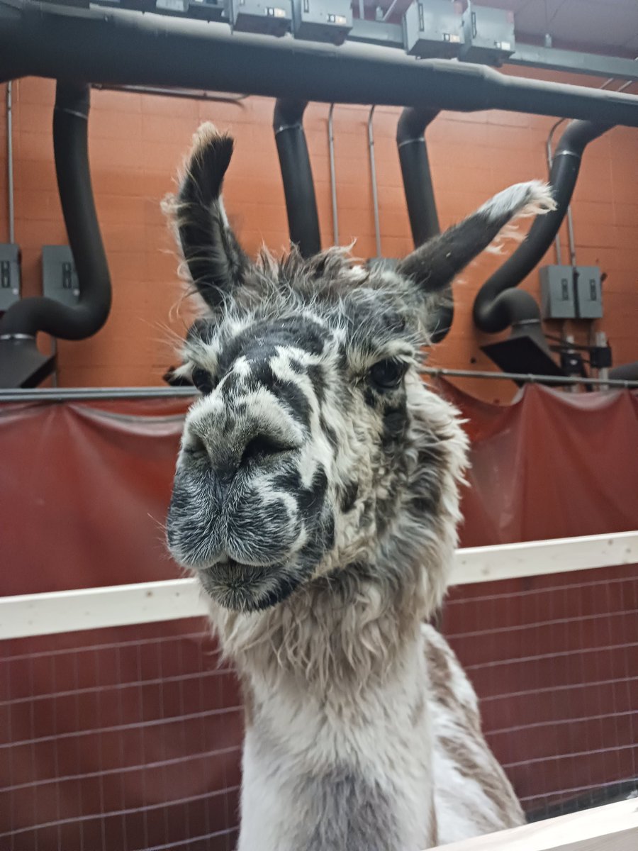 math_lynn's tweet photo. It's one of my favorite days of the year to be a rural teacher! Thanks to all our students who shared a furry or feathered friend! @CP_FFA https://t.co/mkkBLcEIaa