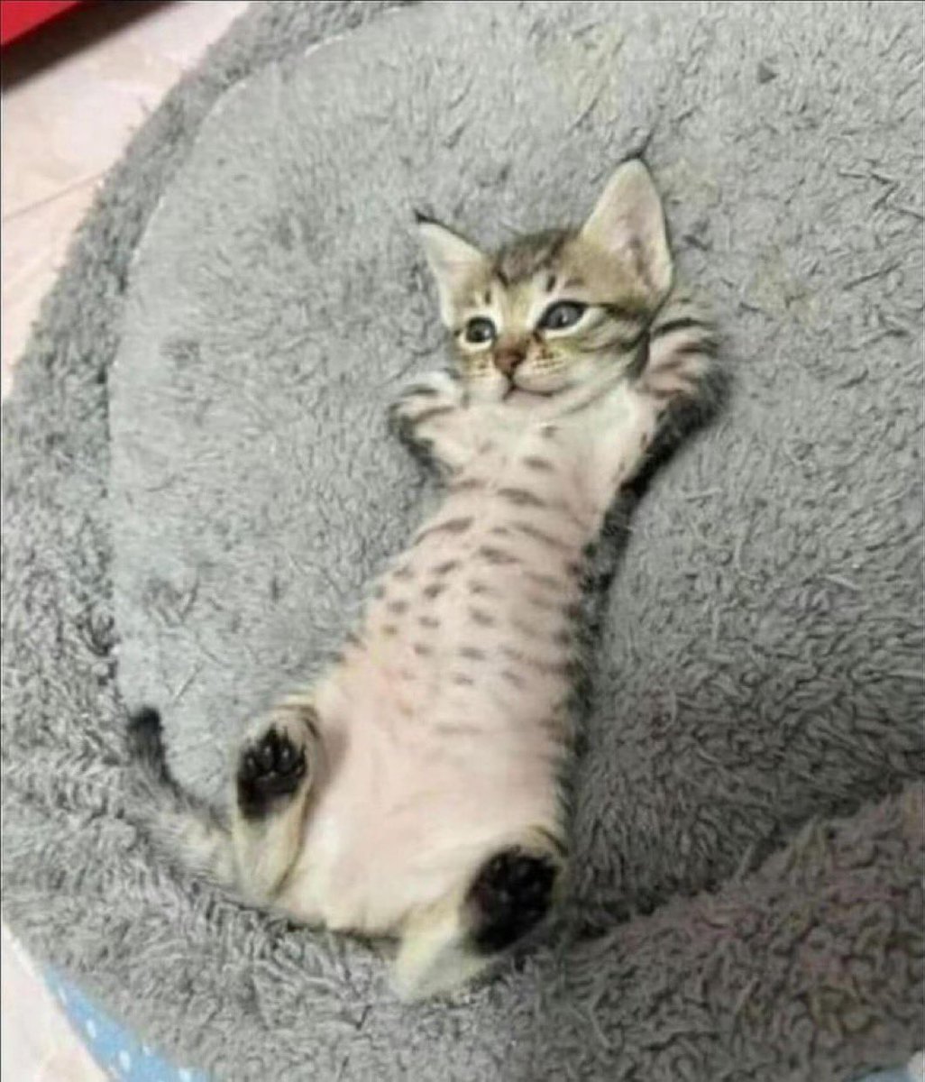 artsch00lreject tweet media