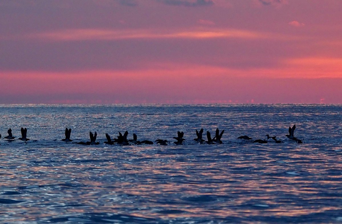 Every evening, just before returning to their burrows, Yelkouan Shearwaters gather in large groups at sea, floating together in what is called rafting. 🏝️🌊 But why do they do this?

✅ Safety – Rafting helps them avoid predators like gulls and falcons.
✅ Social time – They