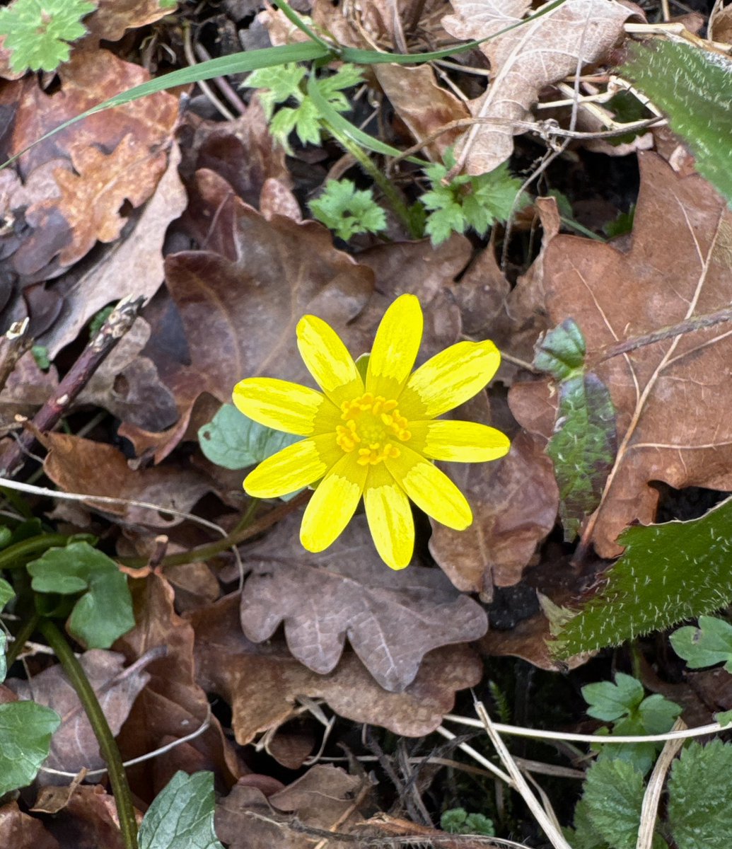 A single flower today, a beacon of hope and a day nearer spring <a href="/hillholtwood/">Hill Holt Wood</a>