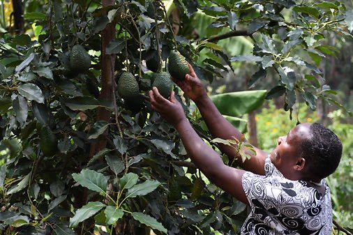 Africactive's tweet photo. FANIKISHA🚀
Quiere decir “avance” en suajili y es el nombre del proyecto que tenemos en #Kenia junto a @Kianda_F para empoderar a las mujeres, gracias a #FundacionMaiteIglesias […]👇🏼 https://t.co/2wp0MGXNk0