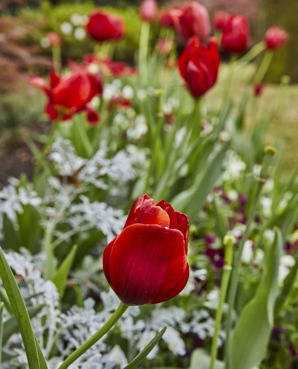 Due to this week's hard freeze, the Dallas Arboretum's Dallas Blooms display is on ice. Follow their Blooms Tracker for the latest projections: tinyurl.com/dallas-blooms-…

For now, view the Seward Johnson sculptures and read the history of the Arboretum: bonicklandscaping.com/history-of-the…