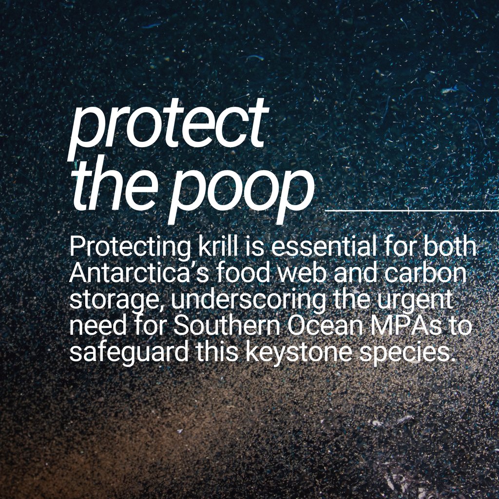 Antarctic krill aren’t just the foundation of the Southern Ocean food web—they’re also #1 at going #2 for the planet. 💩 Protecting krill means keeping Earth’s carbon balance from going down the toilet. 🚽 #ProtectAntarctica #krill #Antarctica #bluecarbon