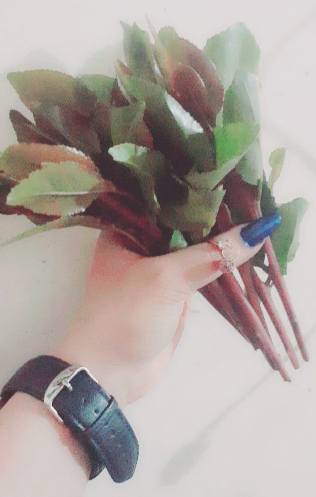 #مشتهيه  قات و سيجاره 🔥