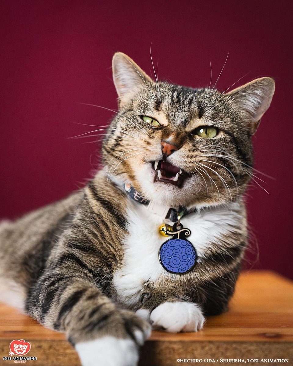 Pawsonify's tweet photo. 🐾 This cat just ate the Gum-Gum Fruit… now they think they’re the King of the Pirates! 🍖😼
No Devil Fruit weaknesses here—just unstoppable cuteness. 🏴☠️✨
📷 @bitsphotography
#OnePiece #GumGumFruit #CatPirate #AnimePets #LuffyVibes https://t.co/RpT7Qa8pz3