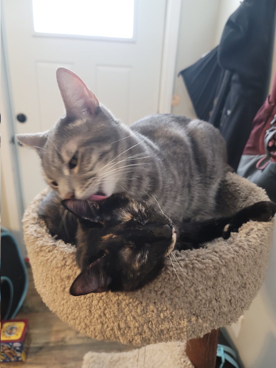 MrGarbageCat's tweet image. 