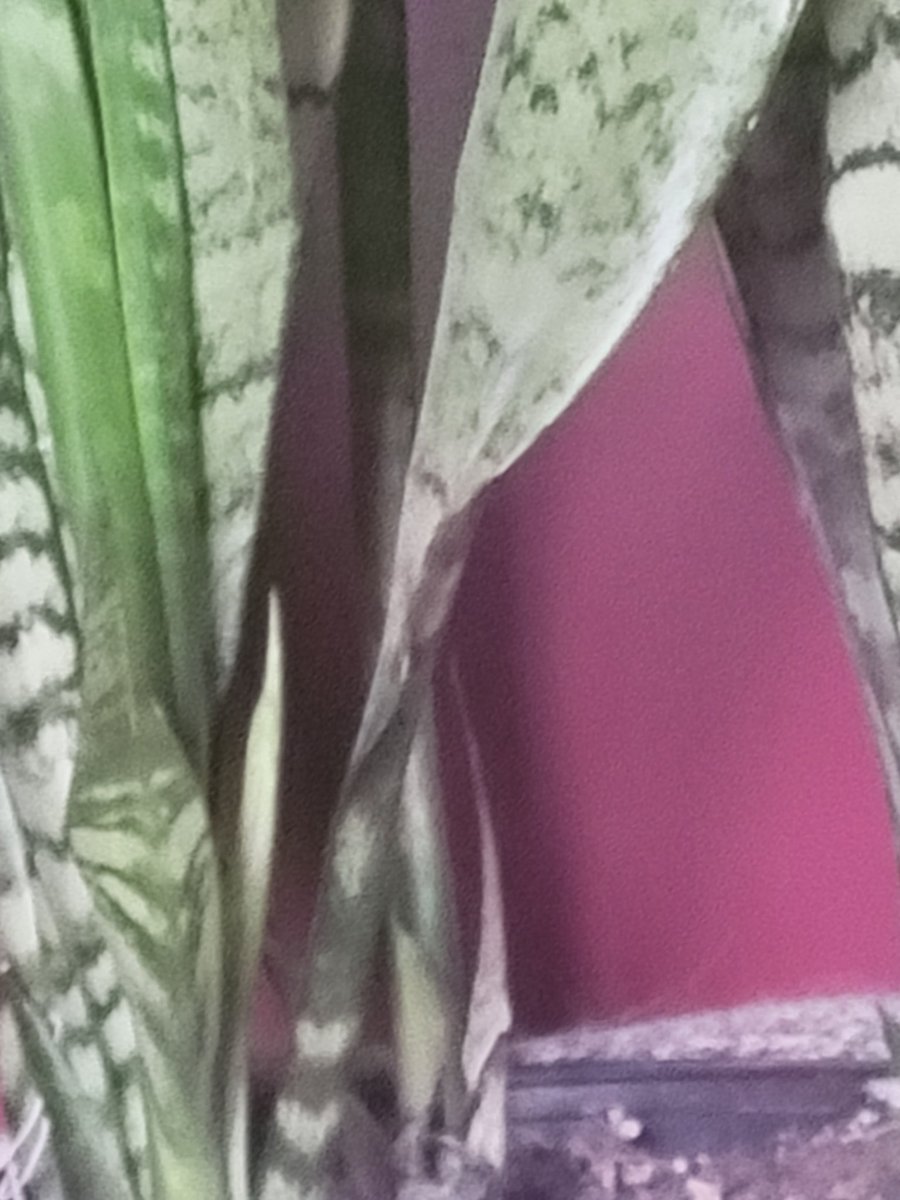 ravensky311's tweet image. That tiny little growth gives me hope. #ToughDay #SickDay #BrokenFoot #NotReallyOnlyFeelsLikeIt #ThisAutoimmuneCrapIsBrutal 😖😢🦶🌱#LittleThingsMatter 🌈🪴