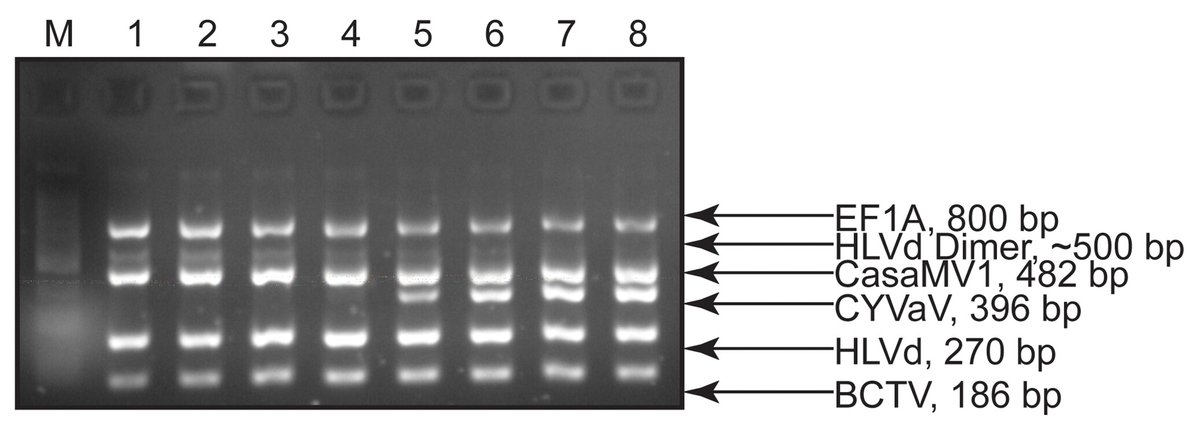 Recent surveys identified disease ID and management as top priorities for hemp research. Derrick J. Grunwald et al. developed a multiplex reverse transcription PCR protocol to detect this viroid and viruses from hemp leaf samples. <a href="/UWMadisonPAS/">UW Plant and Agroecosystem Sciences</a> <a href="/CSUAgSci/">CSU College of Agricultural Sciences</a> doi.org/10.1094/PHYTOF…