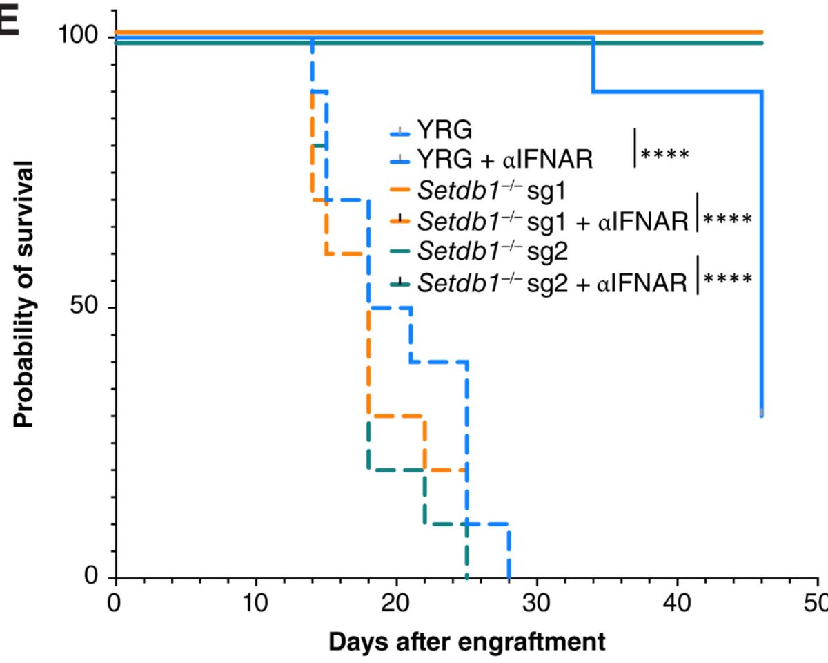 Setdb1 Loss Induces Type I Interferons and Immune Clearance of Melanoma brnw.ch/21wQS02 
@mk_mcg5 @_drewdaniels <a href="/billdamsky/">William Damsky MD, PhD</a> <a href="/gmicevic/">Goran Micevic MD/PhD</a> @qinyan1 @satejaparadkar <a href="/ericsongg/">eric hoyeon song</a>