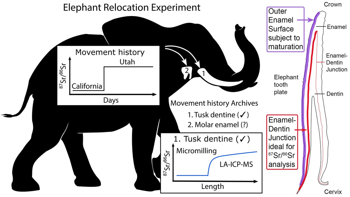 🚨New article🚨Our #research on #elephant🐘and #strontium #isotopes in #teeth🦷is published with <a href="/SpringerNature/">Springer Nature</a> in <a href="/CommsBio/">Communications Biology</a>. We show how Sr is recorded in teeth and how we use such records to reconstruct migration <a href="/UofUGeo/">UofU Geology & Geophysics</a> <a href="/RGGSatAMNH/">RGGS at AMNH</a> <a href="/k_podkovyroff/">Katya Podkovyroff (she/her)</a>   nature.com/articles/s4200…
