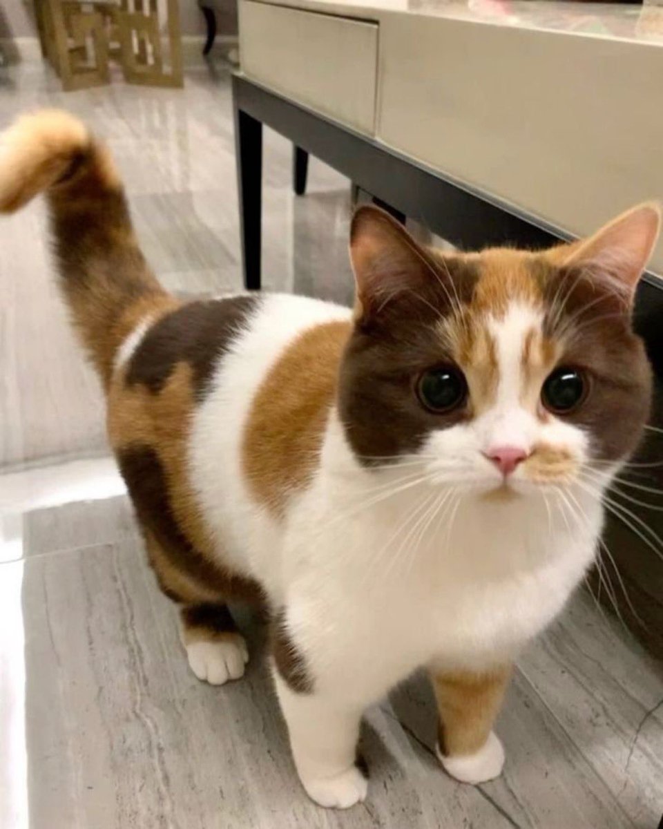 whotfisjovana's tweet photo. she looks like her name is Tiramisu https://t.co/xFGjwQTInR