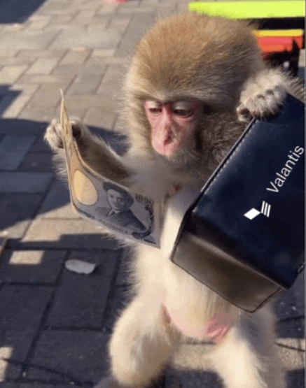 VanLav06000598's tweet image. Meme for the project @ValantisLabs  !!!😂🤪😆

#Meme #Valantis #Joke #Monkey #ValantisLabs