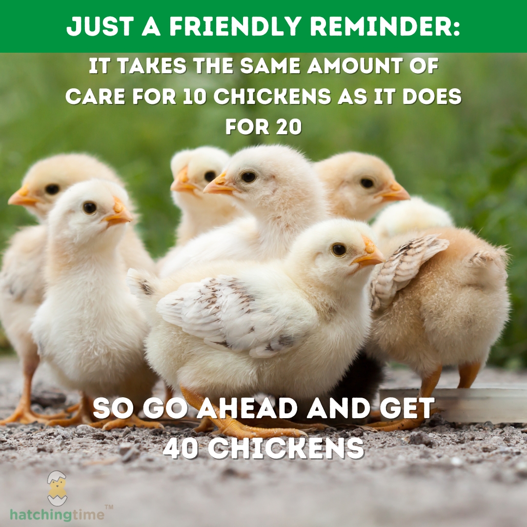 HatchingTime's tweet image. Just a PSA for anyone thinking of starting or adding to their flock...

#chickenhumor #chickens #funny #hatchingtime
