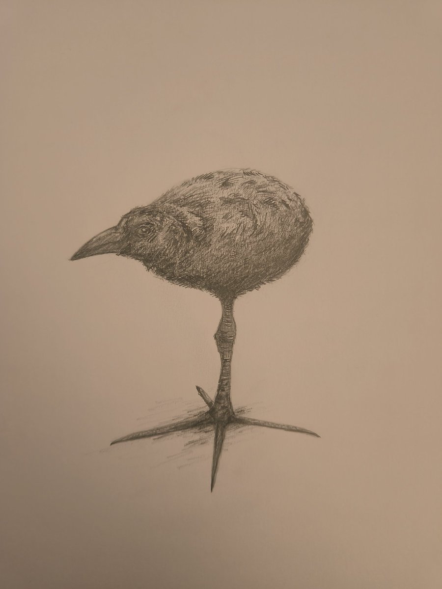wi3erek's tweet photo. Birb

#art #drawing #pencil #pencildrawings #bird #birds https://t.co/3uZYXc1Uco