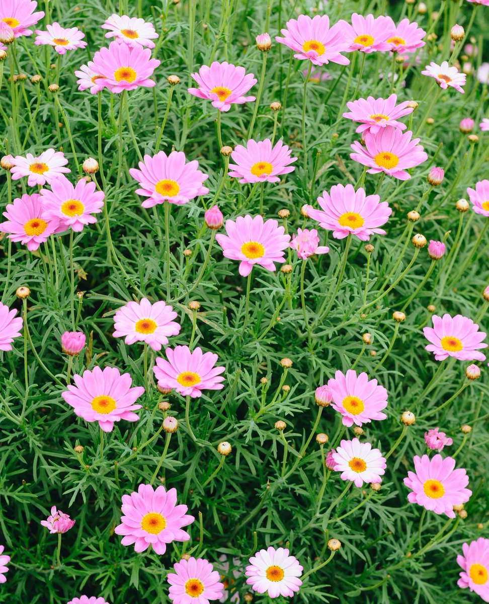 WestlandsUK's tweet image. Bring on the spring. 🌸

It's not that long until Mother's Day - yes, really! 🤯 Our Edible Daisy Flowers make a beautiful garnish - and add something a bit different to the classic Mother's Day lunch.

Menu inspiration, perhaps?

#UKChef #Chefstagram #ChefsofInstagram