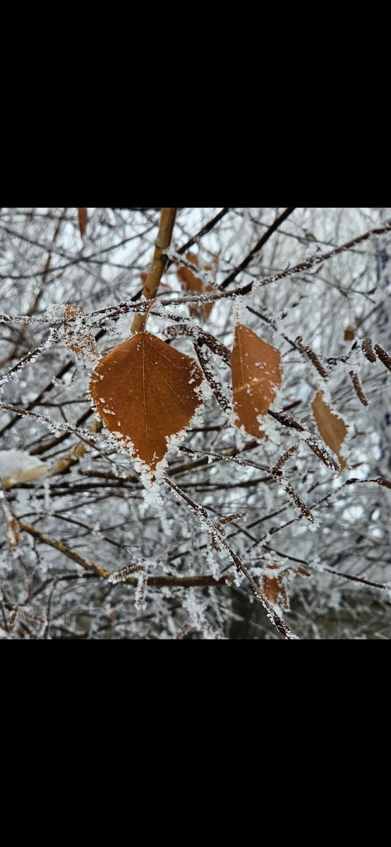 İnsan, "Öldüğümde gerçekten diri olarak (topraktan) çıkarılacak mıyım?" der. İnsan, daha önce hiçbir şey değil iken kendisini yarattığımızı düşünmez mi? Meryem–66–67