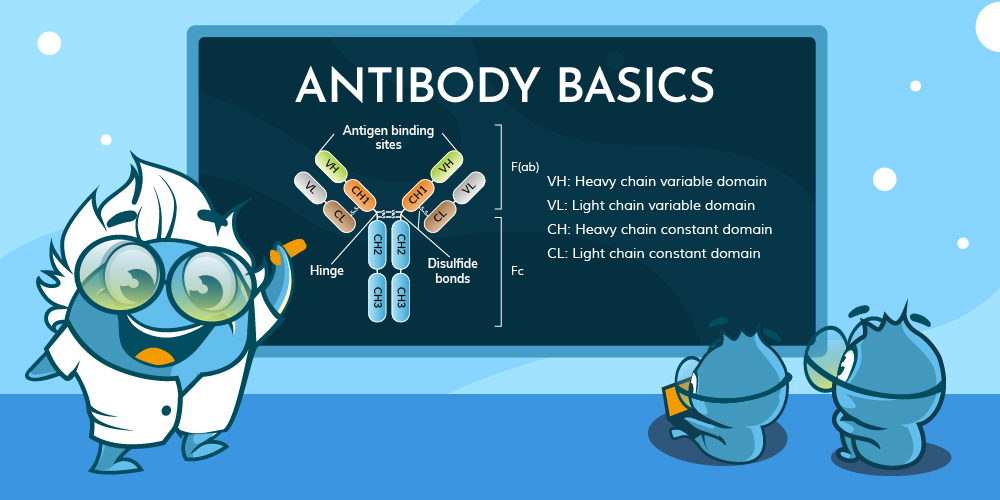 New Article Alert! 🚨 Dive into the world of #Antibodies with our detailed guide - Antibody Basics! Learn about antibody types, structures, mechanisms, production methods, and more. Whether in the lab or in the body, antibodies are key to science! 
Click: zurl.co/hbJfz