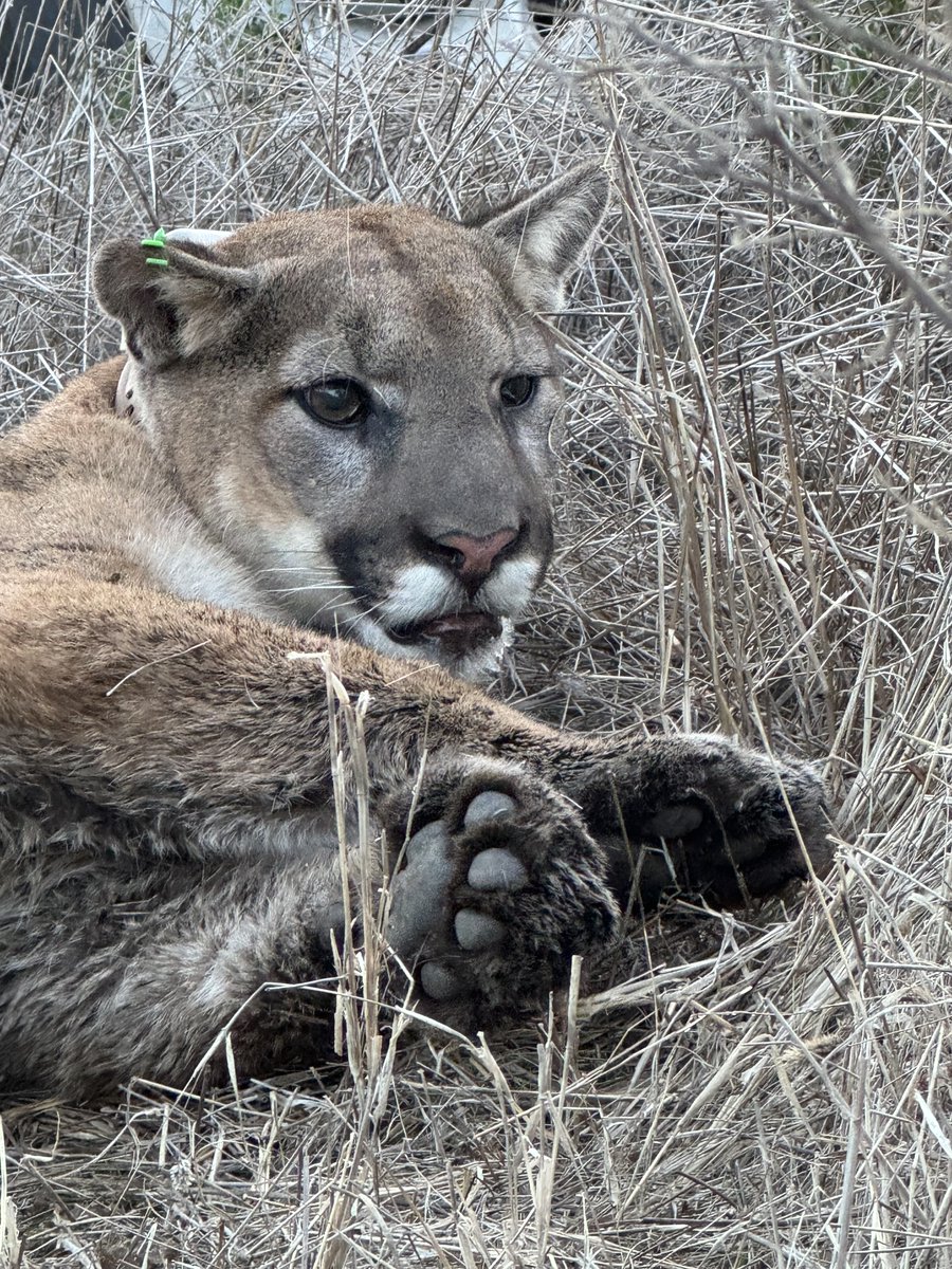 California Department of Fish and Wildlife tweet media