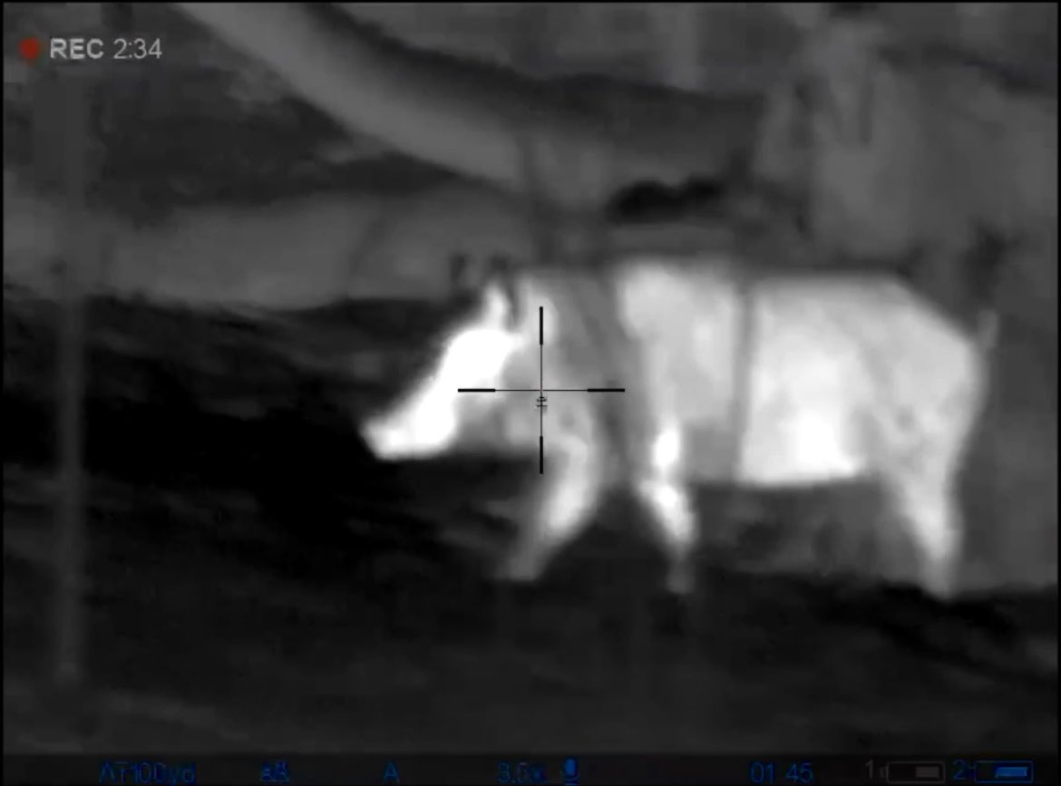 stills from a video which was shot on a night vision scope mounted to a hunting rifle 
no coyote, hog, rabbit or human parties were injured in the making of this