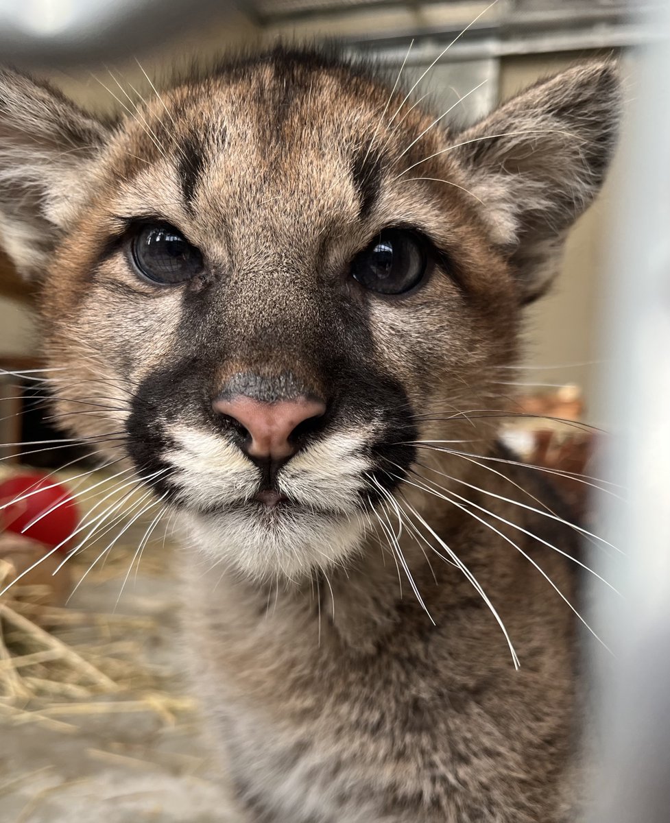 Oakland Zoo tweet media