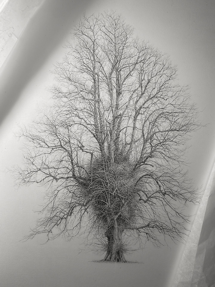 N 50°51.666’ W 000°33.629’
One of the trees I'm currently drawing in and around Arundel in West Sussex. This ancient lime lives in Arundel Park.
#drawing #Trees #Arundel #sussex <a href="/ArundelCastle/">Arundel Castle</a>
