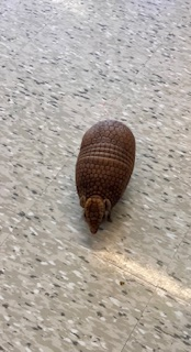MustangsMartin's tweet photo. Little Rays Reptile Zoo and Nature Centre show us their beautiful creatures. @niagaracatholic  @LittleRaysNC https://t.co/2ywQKjnewq
