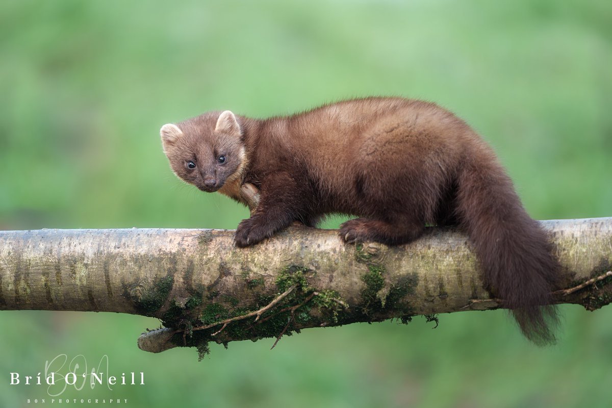 NeillBrid's tweet photo. ‘Oi you ….. Guess what ……it’s Friday … it’s the weekend, yippee’
#happyfriday #itsfridayyy #weekendvibes✨ #pinemarten #BONPhotography https://t.co/WiWxPuewDB