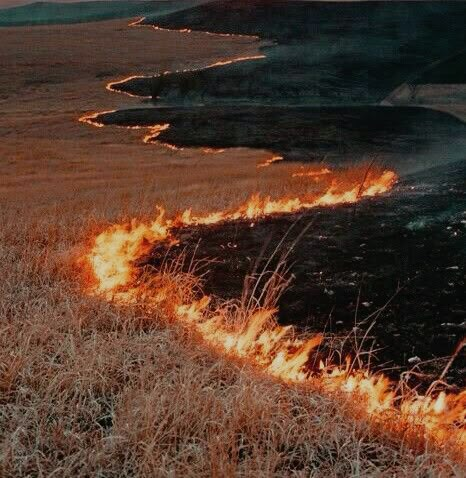 Rey Mapache✨ tweet media