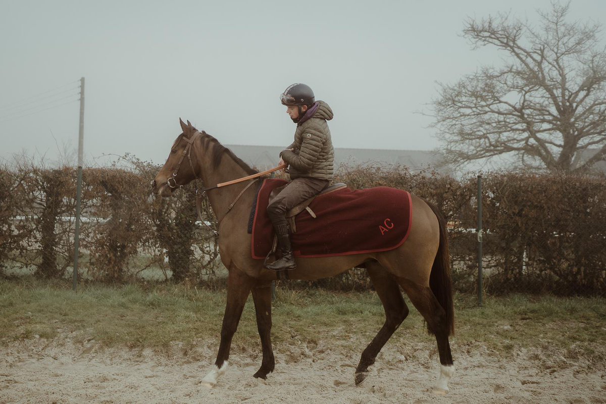 🐴 2ème recrue 2025: Torreador

Fils de l'étalon Birchwood / ses produits ont gagné près de 150 succès / ce 3 ans inédit a le physique d'un vrai cheval de course. Il debutera avant l'été 🌞

Plusieurs parts disponibles!