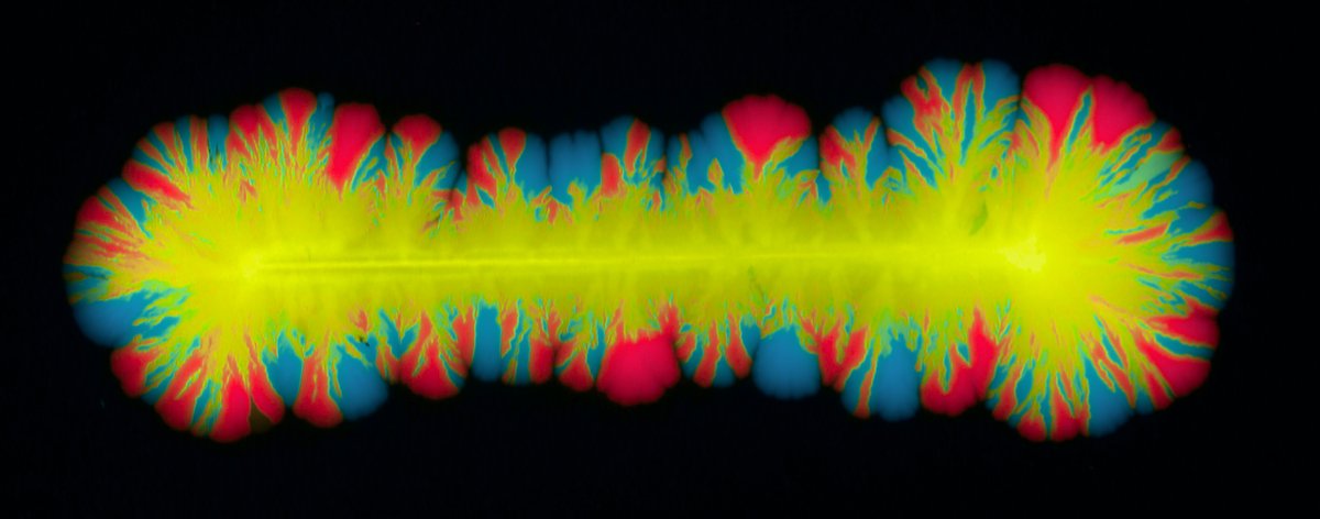 Fernando Rossine (@fernpizza) on Twitter photo So happy that I can finally share the results of my first postdoc paper with <a href="/baym/">Michael Baym</a>!! Turns out plasmids are an amazing system to study multi-scale evolution and we can track within-cell and between-cell dynamics! Here’s a photo of plasmids competing inside cells in a colony (1/n) So happy that I can finally share the results of my first postdoc paper with <a href="/baym/">Michael Baym</a>!! Turns out plasmids are an amazing system to study multi-scale evolution and we can track within-cell and between-cell dynamics! Here’s a photo of plasmids competing inside cells in a colony (1/n)