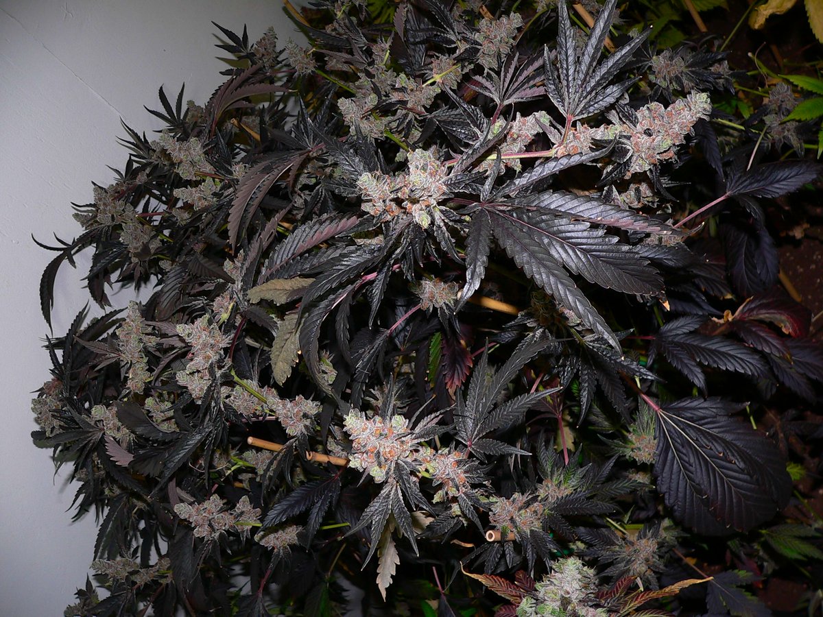 Girl Scout Cookies (Forum Cut)...circa 2014.   A few things I've noted in my experiments to reverse engineer Cookies...In regards to the claimed pedigree of  FloRida OG Kush x F1 Durb....the phenotype (genetics + environment) of GSC pictured here is a dead ringer for a F1 Durb S1